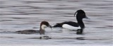 smew-gadloch-grahamamartin.jpg