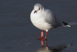 Black-headed Gull, Strathclyde CP, Clyde