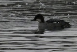Smew, Hogganfield Loch, CLyde