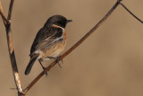 Stonechat, Aber Bog-RSPB Loch Lomond, Clyde