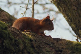 Red Squirrel, Ross Wood, Clyde