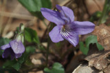 Dog Violet, Sallochy Wood, Loch Lomond