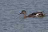 Gadwall, Potteric Carr, S Yorkshire