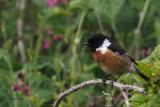 Stonechat, Kilminning, Fife