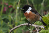 Stonechat, Kilminning, Fife