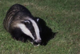 Badger, Crail, Fife