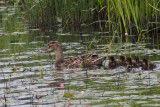 Mallard brood, Crom Mhin bay, Clyde