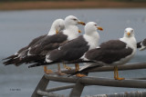 Lesser Black-backed Gulls, Hogganfoeld Loch, Clyde