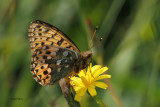Dark-green Fritillary, Glen Douglas