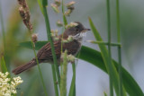 Whitethroat, RSPB Barons Haugh, Clyde