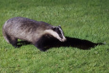 Badger, Crail, Fife