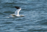 Gannet, Fife Ness