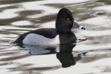 Ring-necked Duck, Victoria Park Pond, Glasgow