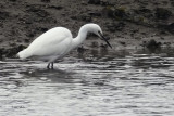 Little Egret, Gruggies Burn-Dumbarton, Clyde