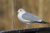 Ring-billed Gull, Strathclyde CP, Clyde