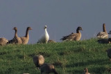 Rosss Goose, Bardowie, Clyde