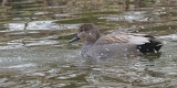 Gadwall, Auchinlea Park Pond, Glasgow