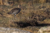 Curlew, Fife Ness