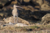 Curlew, Fife Ness