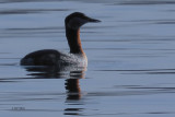 Red-necked Grebe, Hogganfield Loch, Glasgow