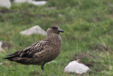 Great Skua(Bonxie), St Kilda