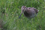 Snipe, St Kilda