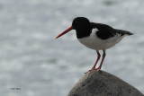 Oystercatcher, St Kilda