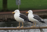 Lesser Black-backed Gulls, Hogganfield Loch, Glasgow