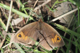 Meadow Brown, RSPB Loch Lomond