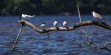 Sandwich Terns and Black-headed Gull, Loch Lomond, Clyde