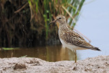 Pectoral Sandpiper, Ring Point-RSPB Loch Lomond, Clyde