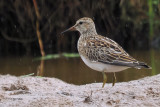 Pectoral Sandpiper, Ring Point-RSPB Loch Lomond, Clyde