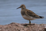 Pectoral Sandpiper, Ring Point-RSPB Loch Lomond, Clyde