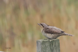 Wryneck, Torness, Lothian