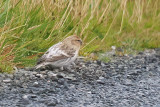 Arctic Redpoll (hornemanni), Luna Ness, Shetland