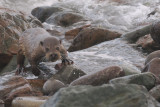 Otter, Melby, Shetland