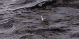 Grey Phalarope, Sumburgh Head, Shetland