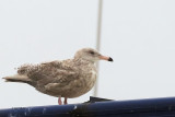 Glaucous Gull, Lerwick harbour, Shetland