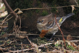 Myrtle Warbler, Ellister, Shetland