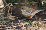 Myrtle Warbler, Ellister, Shetland