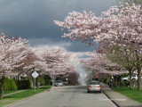 Vancouver Spring