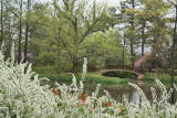 Spirea and Tulip