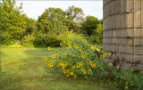 Wild Sunflowers