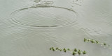 Ripple