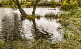 Wet Fall