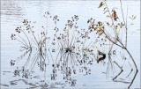 Seed Pods