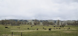  In Pasture