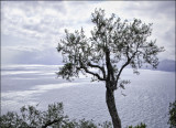 Olive Tree, Liguria