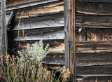 New Growth Sagebrush And Old Wood