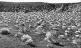 The Bottom Of Little Ubehebe